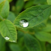 Raindrop