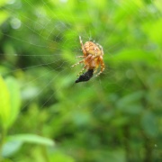 Spider eating his dinner..yum