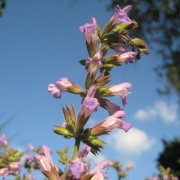 Sage