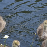 Goslings on the Dudley Canal