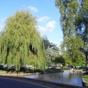Lovely trees, Bourton on the Water