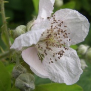 Blackberry flower