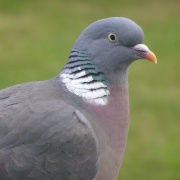 Mr Pigeon posing
