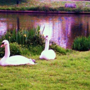 Swans with cygnets