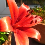 Lily