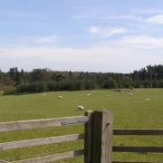 Springtime in Maulden Woods