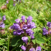 Clover?