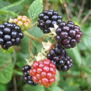 Blackberries