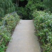 Bridge over River Test, Mottisfont Abbey Garden