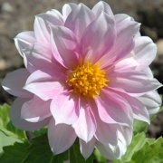 Dahlia