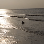 Lonesome gull.........