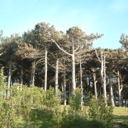 Formby Pine trees