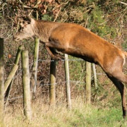 The Deer Leap