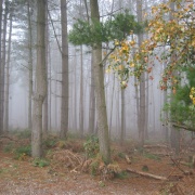 Foggy Wood - Delamere Forrest