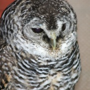 Bracken-Chaco Owl