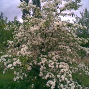 The Hawthorn in flower
