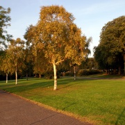 Tree by evening sun. Valentines Park.