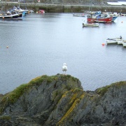 Gull on the Rocks