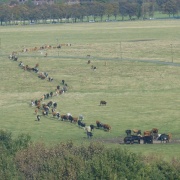 Cattle on the Town Moor