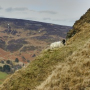 Sheep on backtor near Castleton