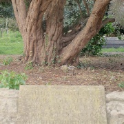 The Yew Plague Tree