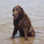 My dog in the sea at skegness