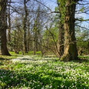 A carpet of Wood Anemone in Edlington woods