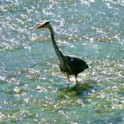 THE HERON IS ON THE HUNT