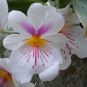 Orchid