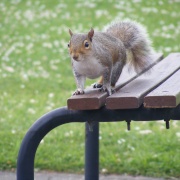 Secret Squirrel