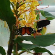 In the Butterfly House, Williamson Park