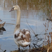 A young swan on the river Soar at Thurmaston