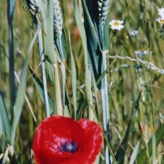 Poppies and wheat in Thurmaston