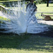 White Peacock, Leeds Castle