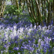 Preston Bluebells