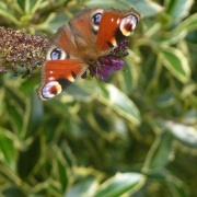 One of the numerous butterflies