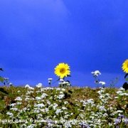 Sunflowers, Chalkley Banks, nr Hawkesbury, Gloucestershire 2003