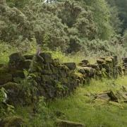 Stone Wall near Danebridge, Staffordshire
