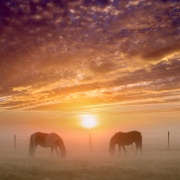Foggy Sunrise, Crayford Marshes