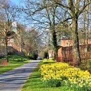 Spring daffodils near Shobdon