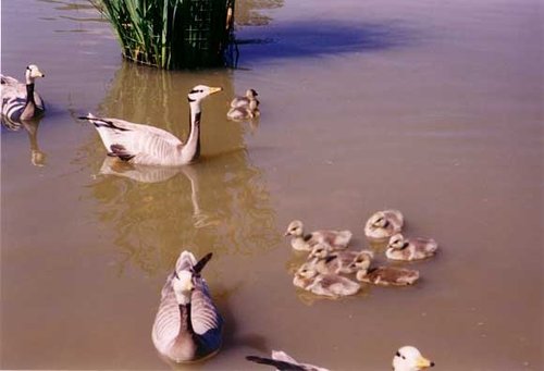 Whipsnade Wild Animal Park, Dunstable, Bedfordshire