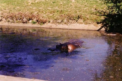 Whipsnade Wild Animal Park, Dunstable, Bedfordshire