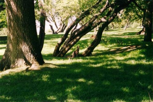 Whipsnade Wild Animal Park, Dunstable, Bedfordshire