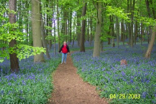 Bluebell Wood at Coton Court, Coton, Northamptonshire, April 29, 2003