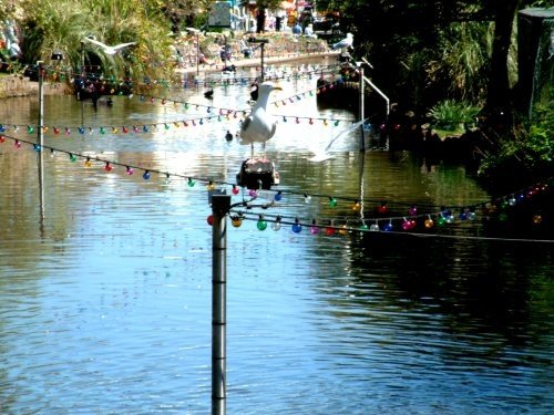River in Public Gardens