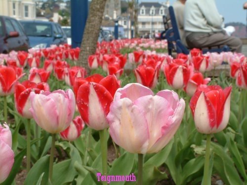 Teignmouth in Spring