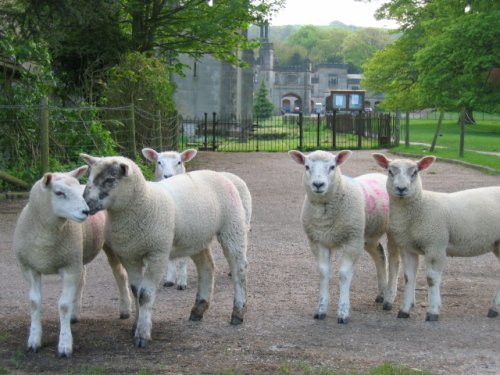 Sheep at Ilam