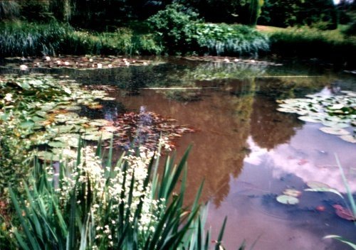 The Lilly Pool,  Furzey Gardens