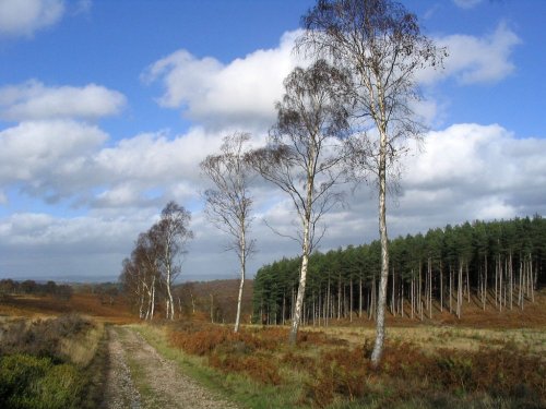 Cannock Chase, Staffordshire