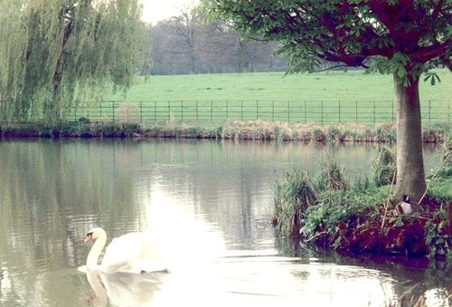 Swans a-swimming on The Vyne Estate